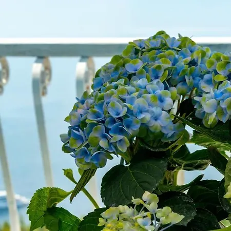 House Rosa Blu